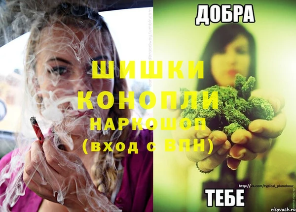 шишки Новодвинск